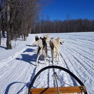 Canada - Chiens de traîneaux