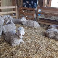 Visite élevage chèvre angora