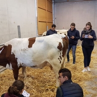 Concours jugement de bétail