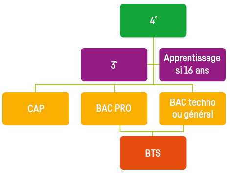 Organigramme Poursuit Tudes 4 3